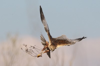 Falco di palude   